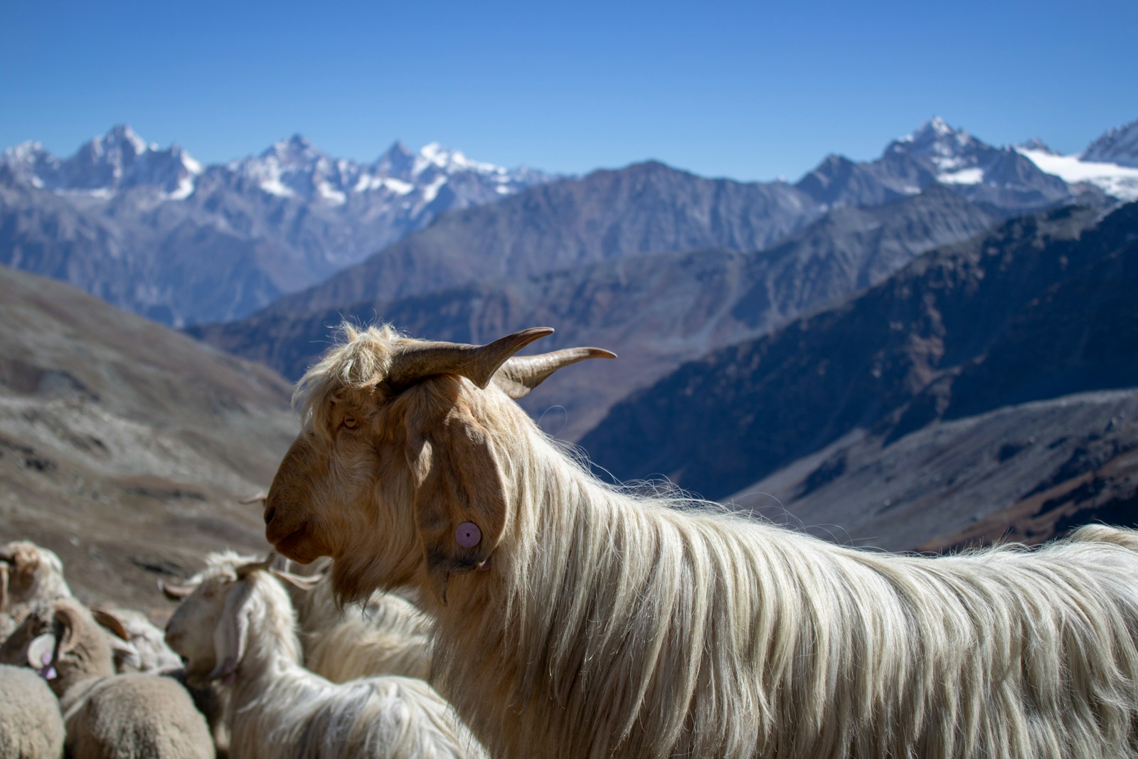 Snow Leopards, Blue Sheep, and Golden Eagles: Wildlife of Nar Phu Valley